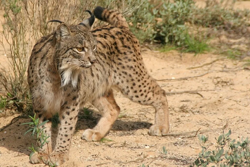 20130807103029lynx.jpg
