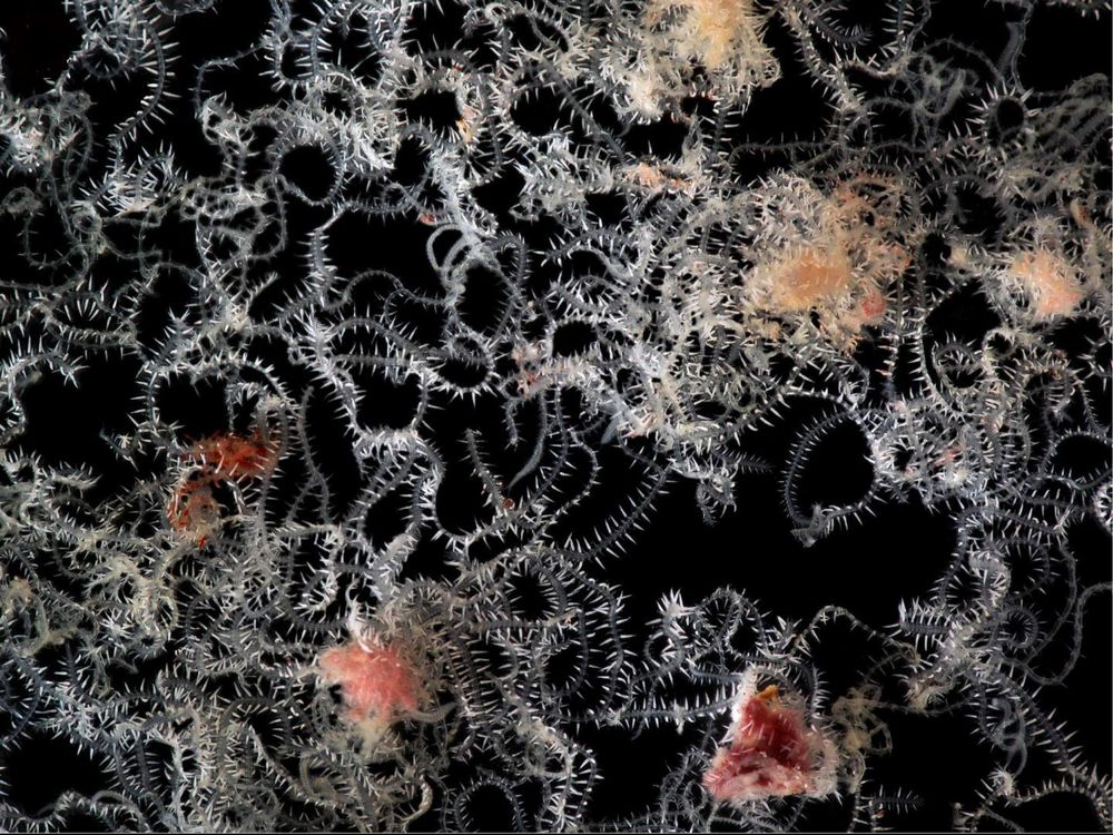 This Marine Worm Sprouts Hundreds of Butts—Each With Its Own Eyes and Brain, Smart News