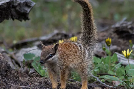 Researchers studied roughly 50 numbats over the course of a year.