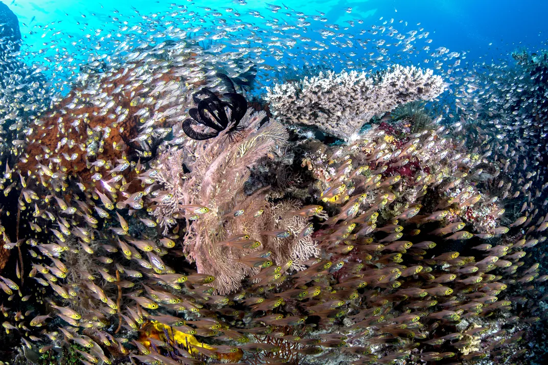 silver and golden sweepers cover a coral reef