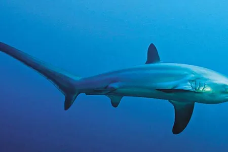 Common Thresher Shark