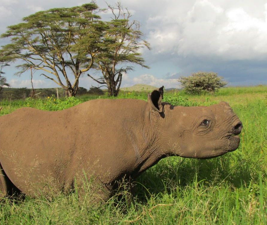 Meet Nicky, the blind baby rhino