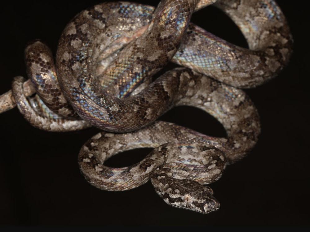 A boa clings to a tree branch