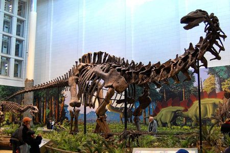 Apatosaurus louisae, Carnegie Museum