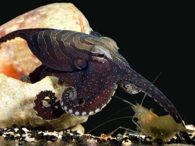 The larger Pacific striped octopus uses unique prankster shoulder-tapping techniques to lure shrimp prey within arms' reach. 