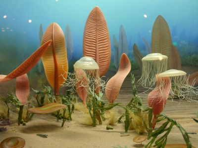 Animal life in the Ediacaran era, from 635 to 541 million years ago, was strictly “low energy.”
