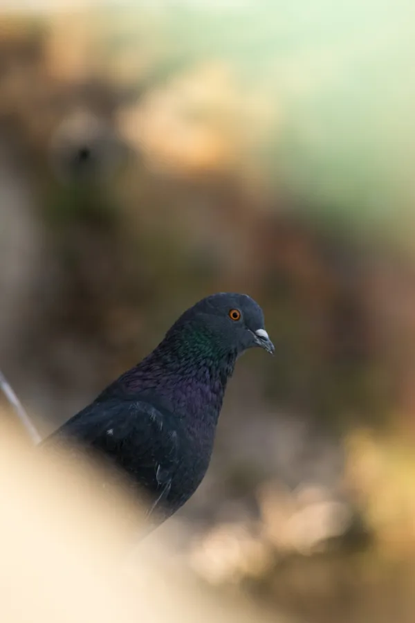 Pigeon on Meridian Bridge thumbnail