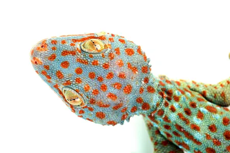 The Tokay gecko is a species native to Southeast Asia, where a large percentage of traded reptiles come from