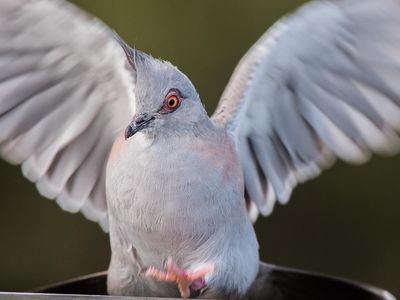Crested pigeons make an awful racket when they take off—but where's it coming from?
