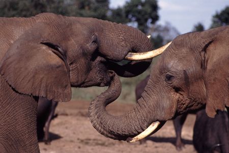 Elephants, which can weigh up to 100 times as much as humans, should be riddled with cancer—but they aren't.