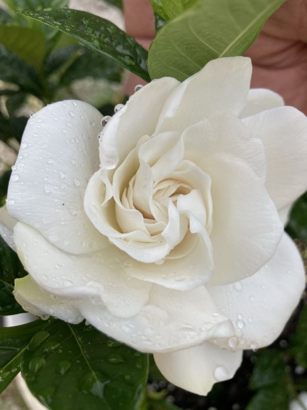 A gardenia with raindrops thumbnail