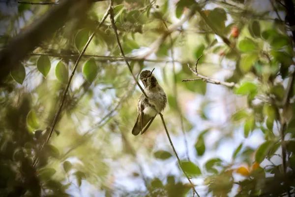 Hummingbird thumbnail