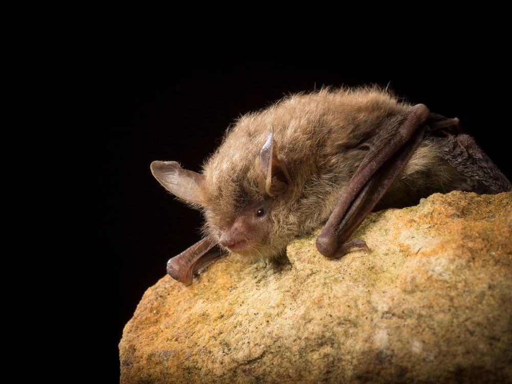 Northern long-eared bat