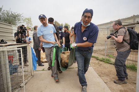 Four Paws coordinated the rescue mission to bring Simba and Lula to safety.