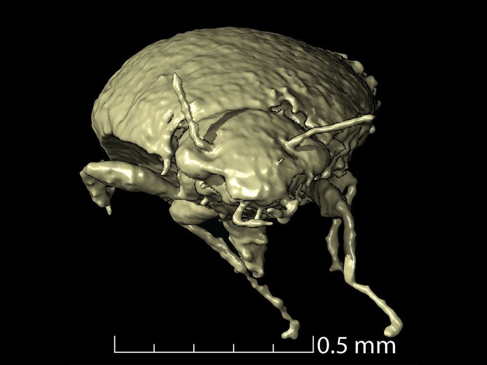 3d model of a microscopic insect-like creature