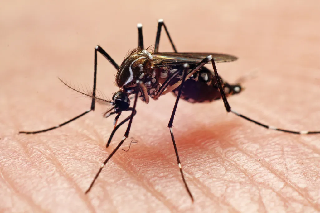 mosquito on a hand