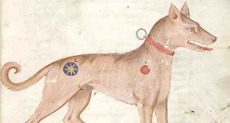 Medieval_dog-470.jpg