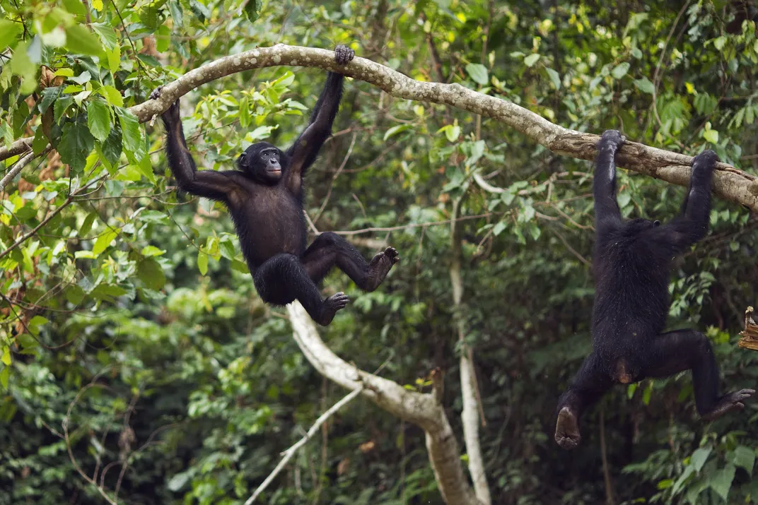 two bonobos swing from a tree branch