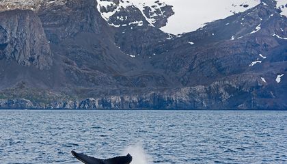 Humpbacks Have Rebounded in This Spot Decimated by Whaling