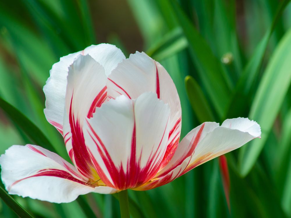 Rembrandt Tulip | Smithsonian Photo Contest | Smithsonian Magazine