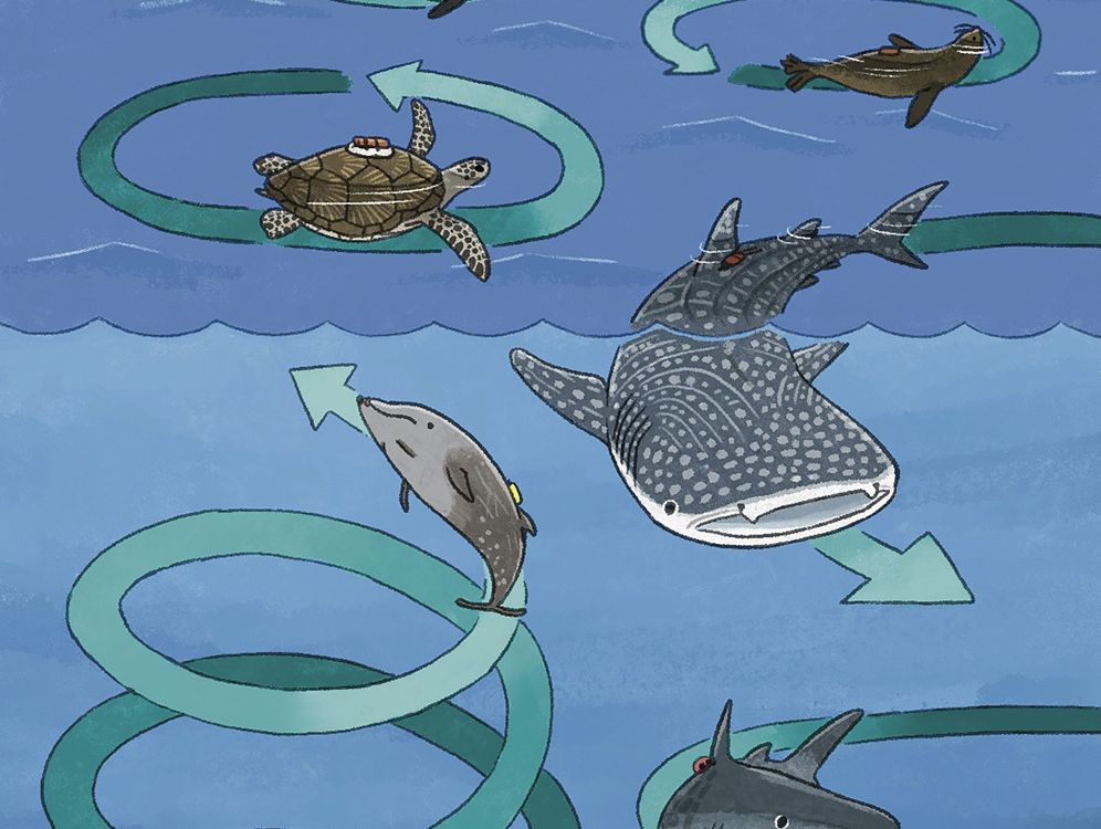 An illustration of various sea creatures swimming in circles. There are arrows illustrating how they would swim in circles 