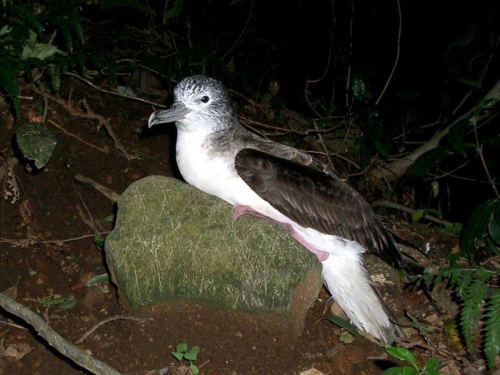 White and black bird on a rock