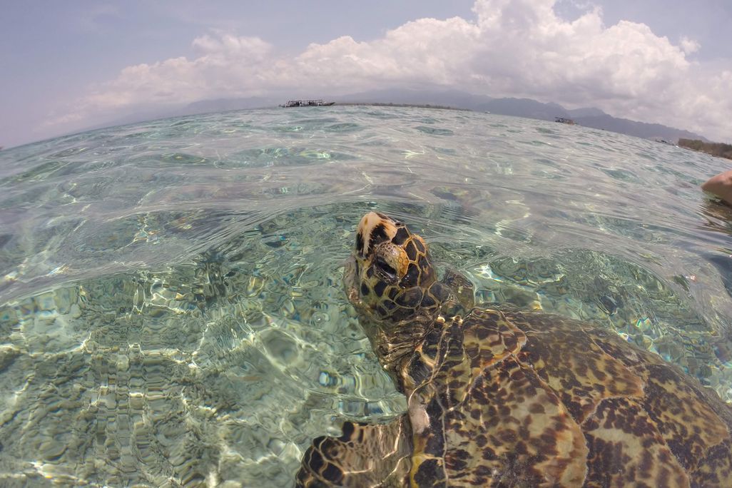 header-uncropped-seaturtle-huricane.jpg