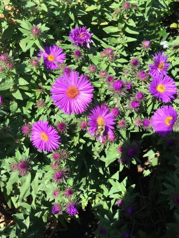 Asters & Bee thumbnail