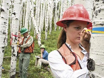 Angel Watkins and co-workers in Colorado blame many culprits in the decline of the Aspen.