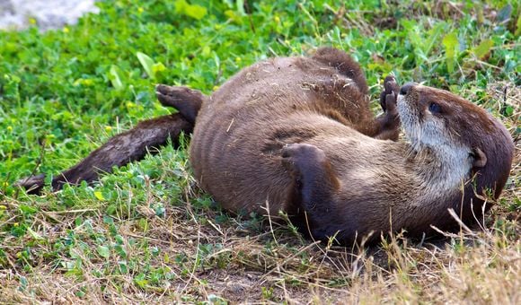 North American River Otter (Lontra canadensis) at Florida's Pelican Island National Wildlife Refuge. (Credit: Keenan Adams, U.S. Fish & Wildlife Service)