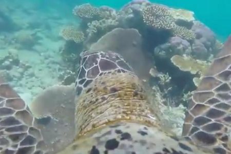In a new video released by the WWF, viewers can glide through the Great Barrier Reef on the back of a sea turtle. 