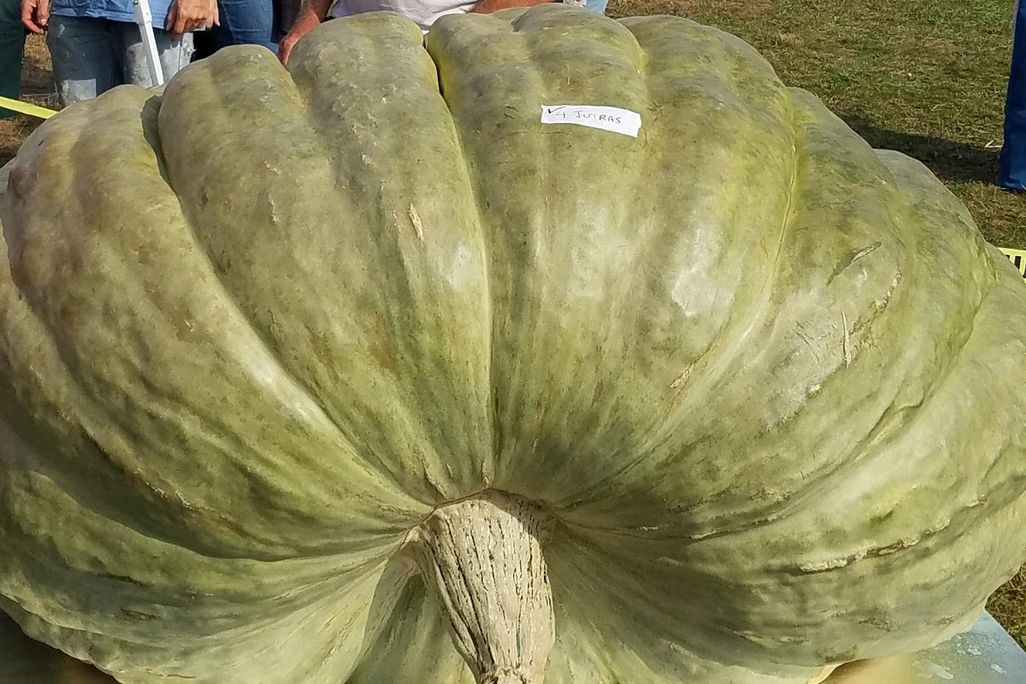 squash detail