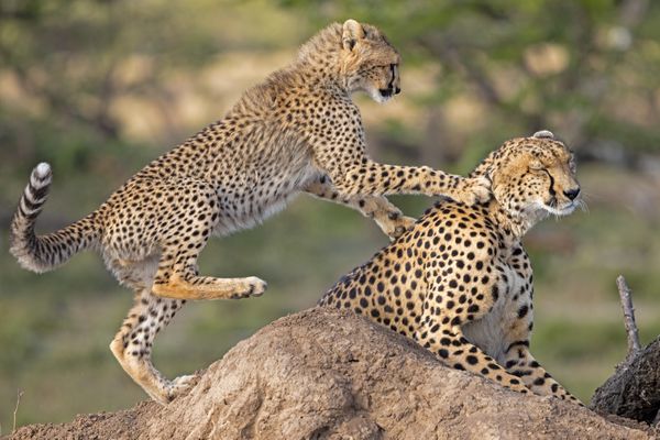Cheetah Cub Plays with Mom thumbnail