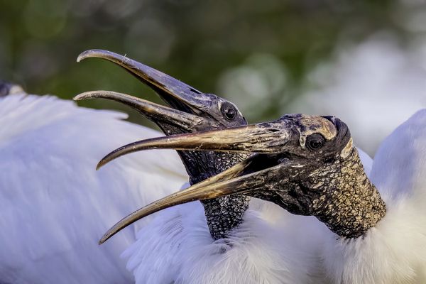 WOOD STORK PAIR thumbnail