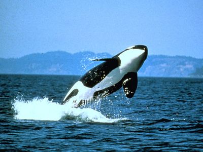 No calves have been born over the past three years, and the current orca population is only 75
