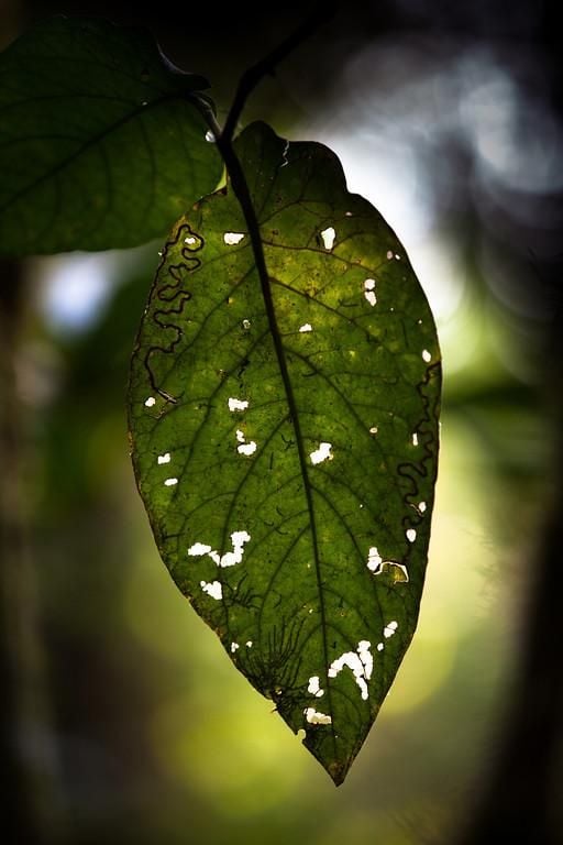 Why Do We See More Species in Tropical Forests? The Mystery May Finally Be Solved