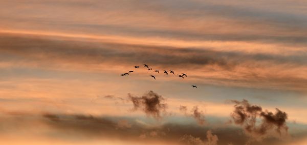 Geese flying in beautiful clouds thumbnail
