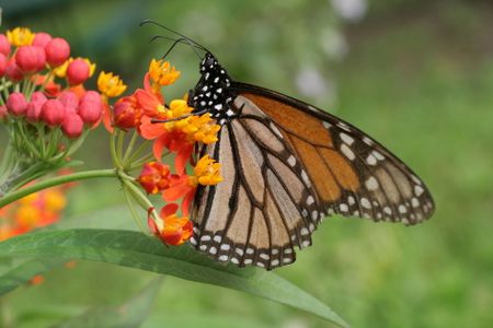 A monarch on tropical milkweed.