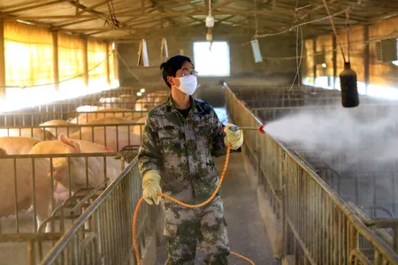 A worker disinfects a hog pen in Suining in southwest China's Sichuan province in February 2020.