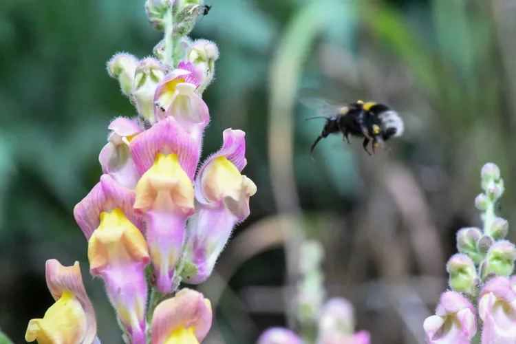 A bee buzzes by a hybrid magenta-and-yellow snapdragon.