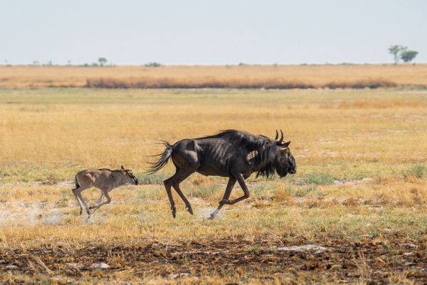 Wildebeest Migration thumbnail