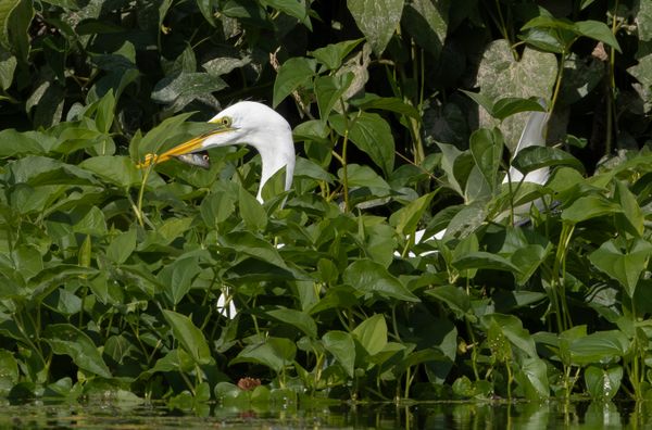 Great Egret with Catch thumbnail