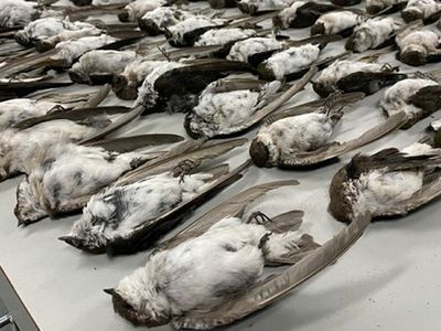 Dead bird specimens seen in the collection of the Museum of Southwestern Biology in New Mexico on September 14, 2020. 