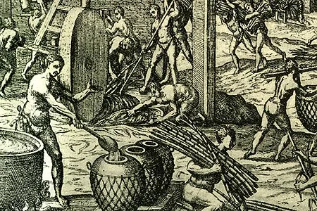 Jamaica possessed superb growing conditions for sugar cane, and by 1513, Spanish farmers in Sevilla la Nueva tended fields bristling with the green stalks.