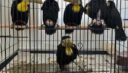 Once Smuggled Animals Are Rescued, Law Enforcement Officers Call Her