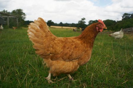 The world's favorite edible bird. 