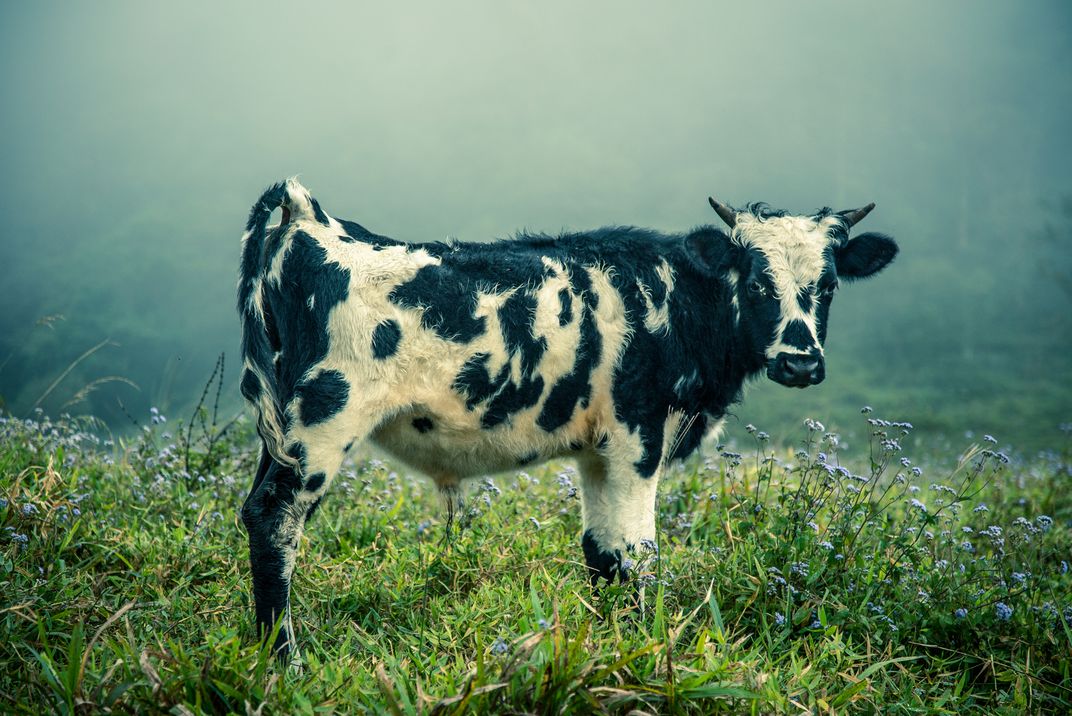 The cow in the Costa Rican cloud forest | Smithsonian Photo Contest ...