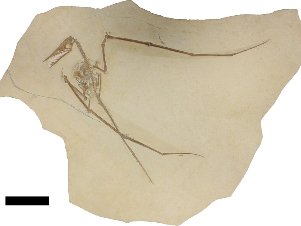 Pterosaur with coprolite