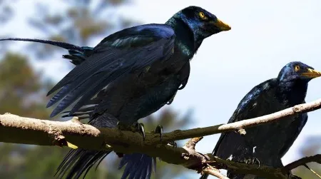 Microraptor, covered in iridescent plumage