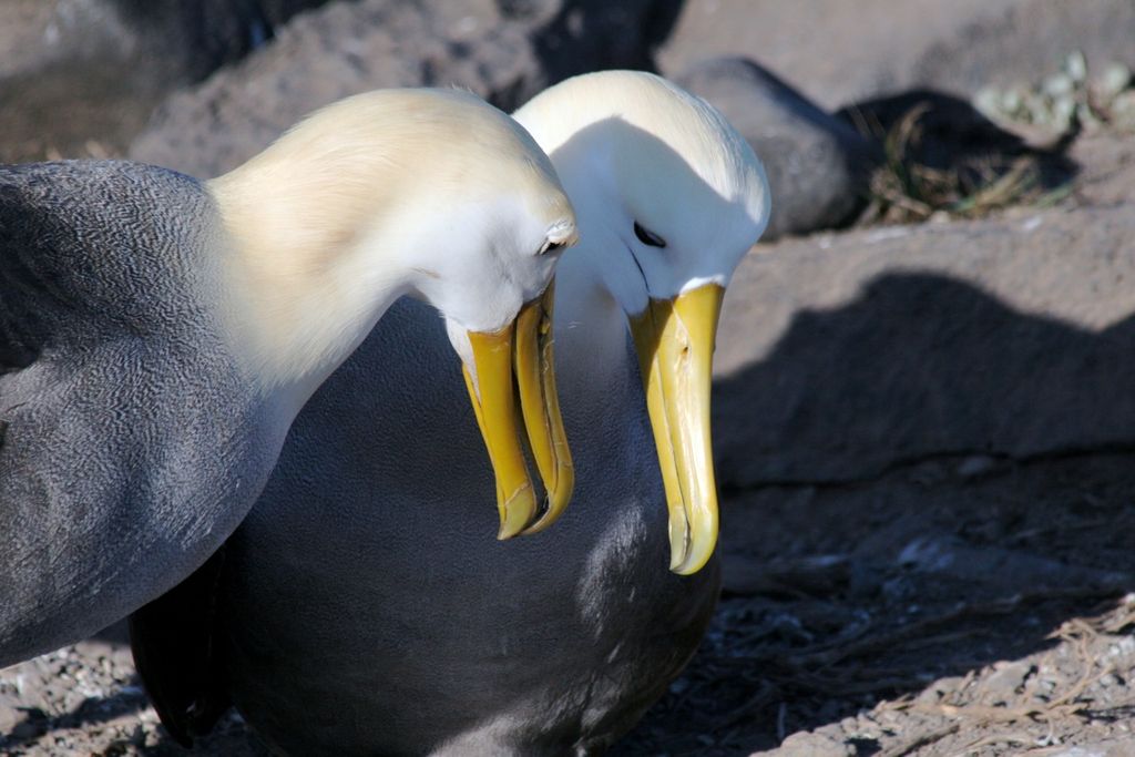 20131127011026albatross.jpg